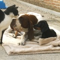 honden foto 