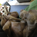 honden foto Slapen! 