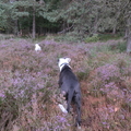 honden foto Wandeling met vriendjes