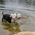 honden foto Wandeling met vriendjes