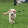 honden foto 