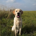 honden foto Denzel alweer 8 maanden