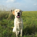 honden foto 