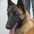 honden foto 