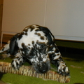 honden foto Lekker!