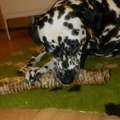 honden foto 
