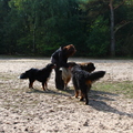 honden foto 