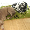 honden foto Samen slapen!