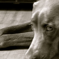 honden foto Knapperd!