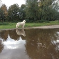 honden foto 