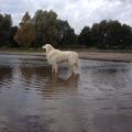 honden foto 