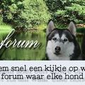 honden foto Dogsforum, het gezelligste hondenforum
Waar elke hond en baas welkom is!!