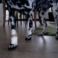 honden foto Arme Perdie!
