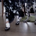 honden foto 
