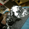 honden foto Knuffelen!