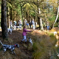 honden foto Dalmatiër wandeling 10 november 2013