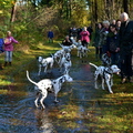 honden foto Dalmatiër wandeling 2013