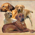 honden foto Blij, blij, blij met de collage van mijn heerlijke kerels! Gemaakt door JUDITH...Hartstikke BEDANKT!!!!...ook voor de psd-tjes!....had ik je al verteld hoe blij ik ben?!?
