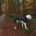 honden foto 