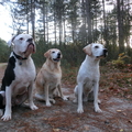 honden foto 