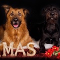honden foto kerstkaart honden