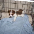honden foto de eerste dag van banjo was toen 6 weken