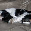 honden foto bo ligt lief op de bank te slapen