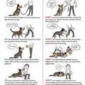 honden foto 