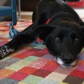 honden foto Elin