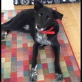 honden foto 