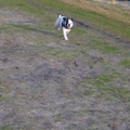 honden foto januari 2014