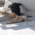 honden foto Loco, 3 maandjes oud en nog op vaderlandse bodem, het zonovergoten Kreta.