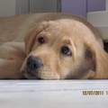 honden foto C