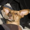 honden foto 