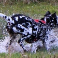honden foto Waterpret!