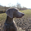 honden foto 