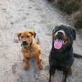honden foto vader en zoon 