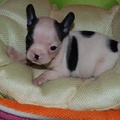 honden foto De eerste foto