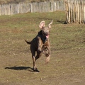 honden foto 