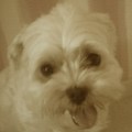 honden foto Lieverd!