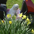 honden foto CHICKA

29 MAART 2014