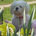honden foto CHICKA M,N LIEF

ZATERDAG 29 MAART 2014