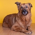 honden foto 
