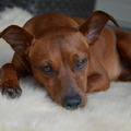 honden foto 