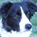 honden foto Elly
