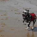 honden foto Weekendje Zeeland