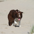 honden foto 