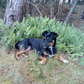 honden foto Dit is Emy aanhankelijk en lief

