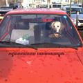 honden foto Kom op vrouwtje, hoeveel sinterklaas cadeautjes moet je nog kopen. Ik wil rijden?!?!?!?!?!?!?!