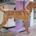 honden foto soundess-equation nav. het gelijknamige topic.